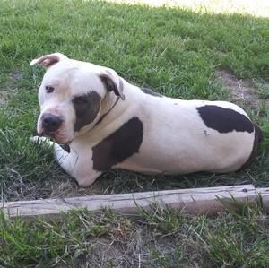 Meet your Posher, Carson